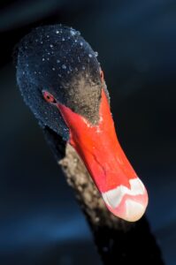 ブラックスワンに備えるための事前対策とは？